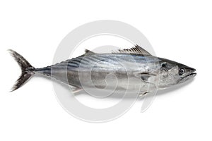 Singlre fresh bonito fish photo