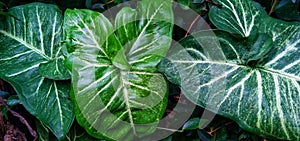 Singonium in the garden