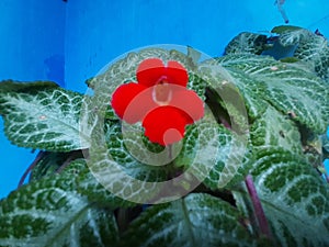 Singonium red flower