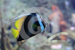 Singular bannerfish