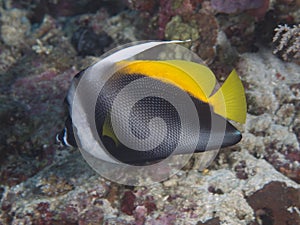 Singular bannerfish photo