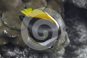 Singular bannerfish (Heniochus singularius) in Andaman Sea photo