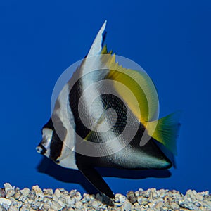 Singular Bannerfish Heniochus singularis photo