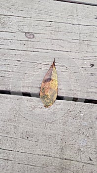 Singular brown leaf