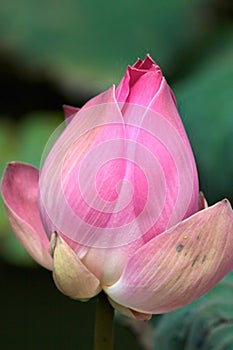 Singular closed Lotus Flower in a pond