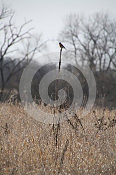 Singular Eastern Bluebird Perched Atop a Dried Plant in a Field - Sialia sialis