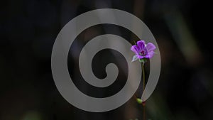 A singular flowerhead rising before a black background