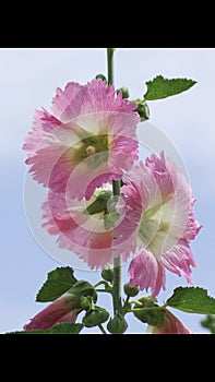 A singular Hollyhock in Full Bloom