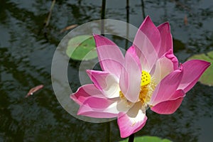 Singular Open Lotus Flower in a pond photo