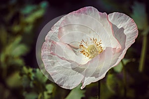 A singular  pale pink poppy in the grasses. The centre of the flower is open. a romantic image