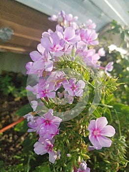 Singular pink peddles floral outdoors