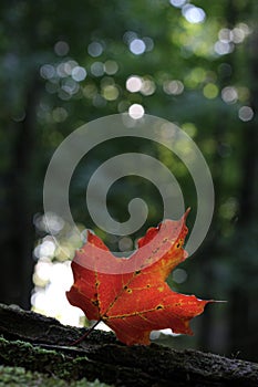 Singular red leaf in the woods