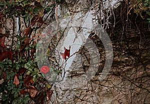 Singular red wild rose and weeds, wallflowers photo