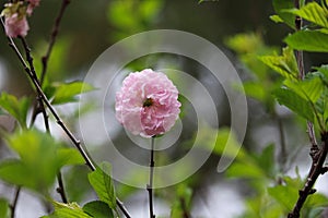 Singular rose-like pink bloom double flowering almond