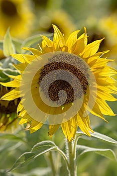 A singular sunflower in a field of sunflowers