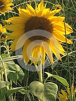 A singular sunflower in a field of sunflowers