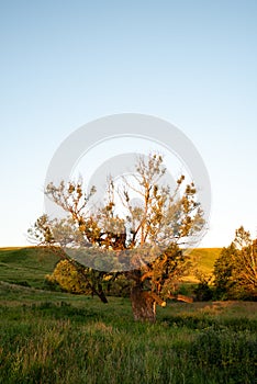 A singular tree standing alone. Sunset sunlight