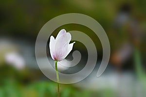 A singule light pink flower in front of a river in the woods in the spring in Cornwall, England