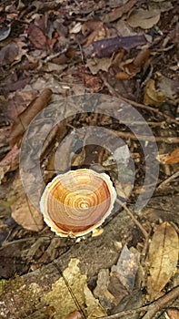 Sinharaja forest fungus flower looking up