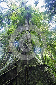 Sinharaja Forest Reserve, Sri Lanka