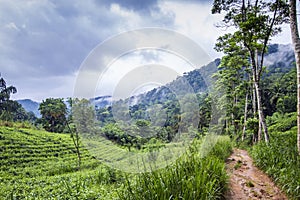 Sinharaja forest reserve, Sri Lanka