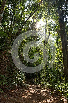 Sinharaja rainforest on Sri Lanka