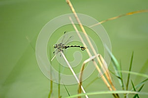 Sinictinogomphus clavatus resting on rice stalks