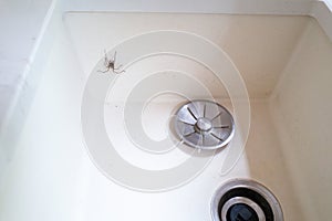 A sink with a metal plug guard and a house spider crawling up the side. There is slight motion blur on the moving spider