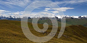 Sinkiang grassland with snow mountains photo