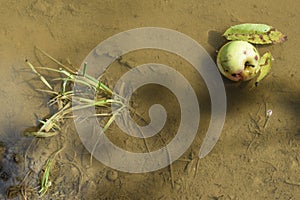 sinking of an apple in early autumn