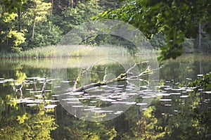 Sinking tree in a lake