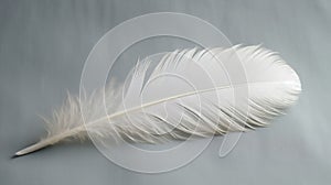 Sinlge hen feather on grey back ground