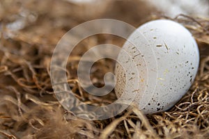 Sinlge speckled easter egg in straw with soft light