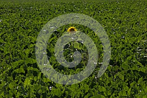 Sinlge sunflower in the field on a sunny day