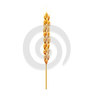 Sinlge wheat ear. 3d Realistic vector illustration. High detailed illustrated.