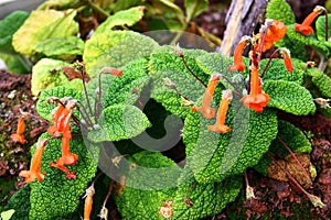 Sinningia bulata, a tuberous member of the flowering plant family Gesneriaceae. It produces small orange-red flowers and is found photo