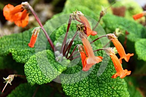 Sinningia bulata, a tuberous member of the flowering plant family Gesneriaceae. It produces small orange-red flowers and is found