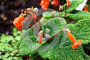 Sinningia bulata, a tuberous member of the flowering plant family Gesneriaceae. It produces small orange-red flowers and is found photo