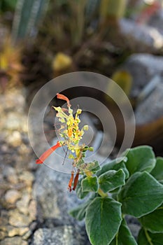 Sinningia bulbosa succulent plant blooming