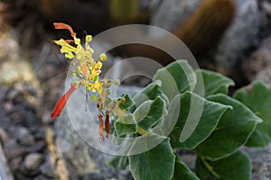 Sinningia bulbosa succulent plant blooming