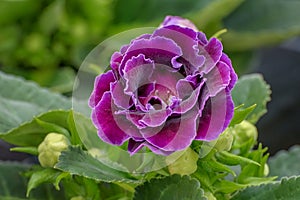 Sinningia, Gloxinia speciosa, Canterbury Bells, tuberous herbaceous perennials, an herb with large nodding, purple, mint-scented