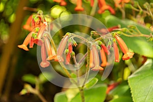 Sinningia Lineata plant in Zurich in Switzerland