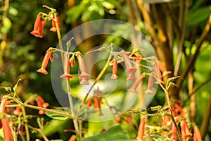 Sinningia Lineata plant in Zurich in Switzerland