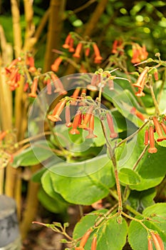 Sinningia Lineata plant in Zurich in Switzerland