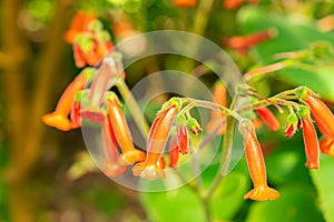 Sinningia Lineata plant in Zurich in Switzerland