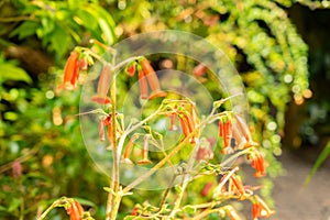 Sinningia Lineata plant in Zurich in Switzerland