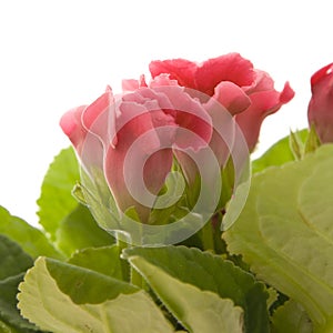 Sinningia speciosa (Florist's Gloxinia)