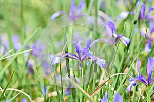 Sintenisa Iris sintenisii, purple-blue flowers in a meadow