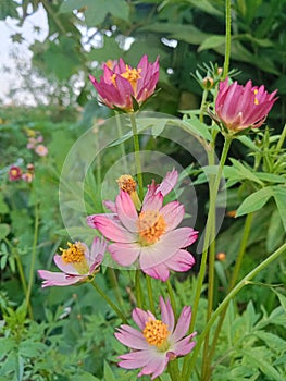 Sintrong Flowers grow in gardens