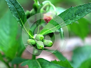 Crassocephalum crepidioides is known as Sintrong in West Java, Indonesia photo